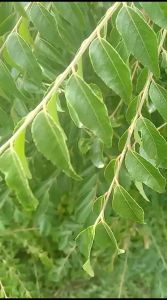 Daun Salam Koja & Daun Kari Basah: Pemahaman & Penggunaan