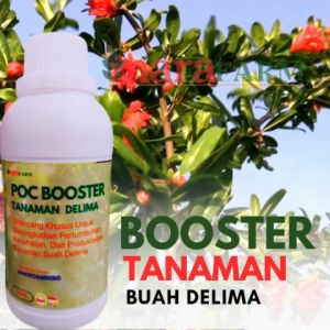 Pupuk buah delima berbuah lebatPupuk buah delimaPupuk penyubur buah delimaPupuk buah buahan