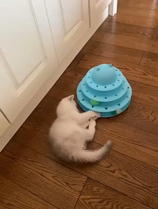 Cat toy automatically teases cats and relieves boredom cat turntable ball toy cat bite resistant