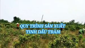 Tinh Dầu Tràm Huế Nguyên Chất 100ml - Hoa Nén - Chăm sóc sức khỏe mẹ và bé
