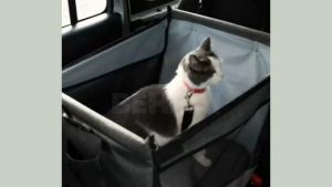 Pet Travel Carrier Cage for Car Oxford Breathable Folding Soft Washable Travel Bags for Dogs Cats or Other Small Pet