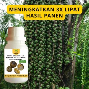 Pupuk Kolang Kaling Cepat Berbuah / Pupuk Pelebat Buah Kolang Kaling / Pupuk Booster Cair