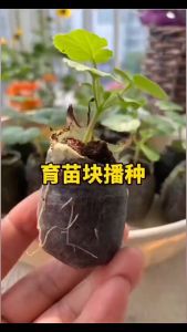 Pellet Media Tanam 10pcs Media Semai Siap Pakai Peat Media Semai Media Tanam Bibit Agriculture