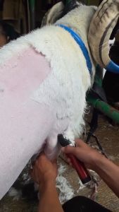 BaoRun P6: Alat Cukur Elektrik Bulu Hewan Peliharaan Terbaik