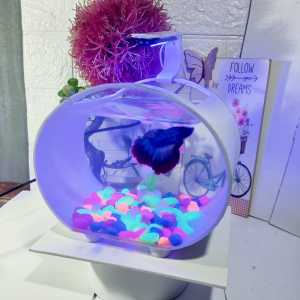 Aquarium Ikan Cupang Soliter Minimalis Fullset Dengan Tanaman Dan Hiasan Lampu