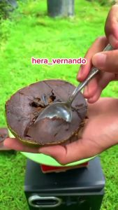 Bibit Black Sapote Unggul