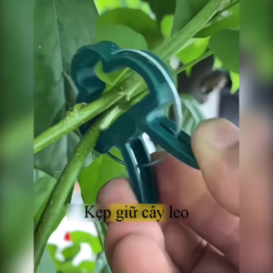 Kẹp giữ thân cà chua dưa leo hoa hồng chuyên dụng