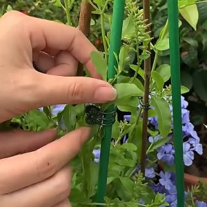 100pcs Klip Penjepit Batang Tangkai Anggrek 1.5cm Orchid Clip Support