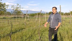 CHONA MARANI SAPERAVI 2019 Natural Red Wine Qvevri Vineyard - Full-Bodied 6-Pack (6x750ml) from Georgia