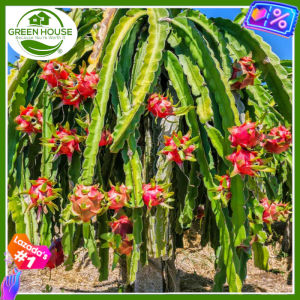 Green House® - Dragon Fruit Seeds Red Pitahaya for Planting Fruit Plant (20 Seed) red flesh incl. Planting Instruction