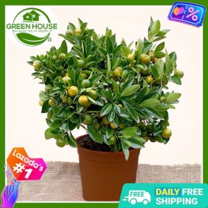 Green House® - Bonsai Kalamansi Seeds for Planting Vegetable Plants (10 Seed) incl. Planting Instruction for Calamansi