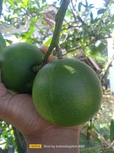 Jeruk Pamelo Manis si madu Segar bugar Spesial kemasan 1kg