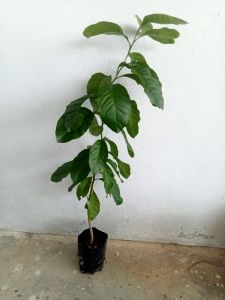 1 pokok lemon