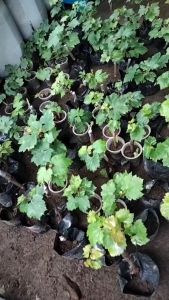 Bibit Anggur Isabella Manis Cepat Berbuah