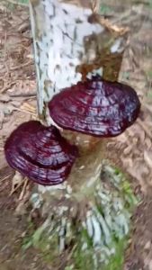 เห็ดหลินจือ Lingzhi แคปซูล ธันยพรสมุนไพร Ganoderma lucidum Thanyaporn 100 แคปซูล