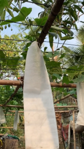 Túi Trùm Ổi - Túi Vải Trùm Trái Cây - Bầu - Mướp Túi Vải Trùm Bầu Mướp Túi Trùm Trái Cây