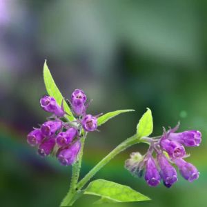 [ Not Easy to Red Hip ] Congbo Arnebia Root Oil Diapers Pull up Diaper Baby Ultra-Thin Breathable Baby Baby Diapers Wholesale