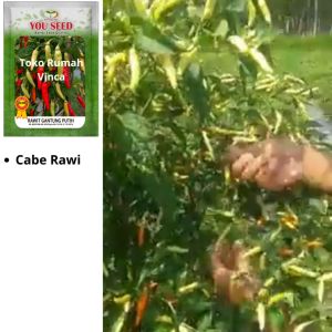 Benih Bibit Cabe Rawit Setan Super GANTUNG PUTIH 10 gram Cap You Seed