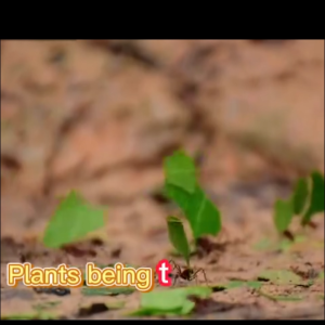 Eco Friendly Gel Ant Bait Cockroach Lizard Baits.Insects Wipe Out.Ubat Semut.Ubat Lipas.Cicak.