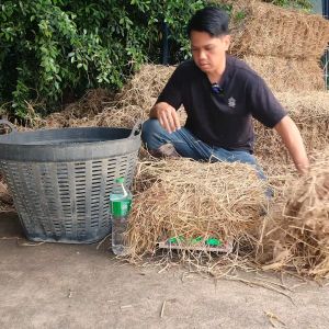 ฟาง ฟางข้าว ฟางข้าวอัดก้อน 1 กิโลกรัม 9 บาท ส่งจากนครปฐม ราคาหน้าสวน มาเอง ไม่ชื้น ไม่เก่า ไม่ราขึ้น