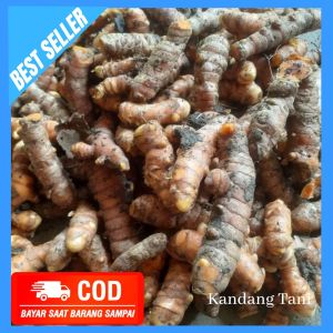 kunyit kunir kuning 1 KG segar fresh alami original bumbu obat magh  the cheapest turmeric weighs - fadhilaberkahoffialstore