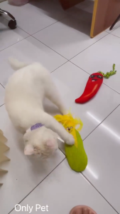 ของเล่นแมวและสุนัขตุ๊กตาผักขยับได้ ตุ๊กตาผ้าสำหรับสัตว์เลี้ยง Wings Flapping Catnip Toys