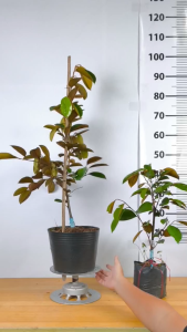 Cây Giống Vú Sữa Lò Rèn - Trái To Vỏ Mỏng - Cơm Dày Ngọt Đậm - Nhanh Cho Trái - Cây Giống Vân Anh