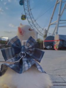 BAJU KUCING MURAH Cat Shirt Baju Kucing Comel Pet Cloth Shirt Cat princess skirt baju raya kucing cat accessories 猫咪衣服 Baju Kucing Murah Cat Clothes Cat Shirt