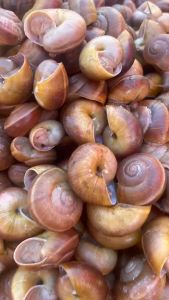 หอยเดื่อหอยเดื่อขม