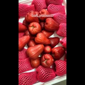 Bibit Jambu Air Madu Merah super okulasi
