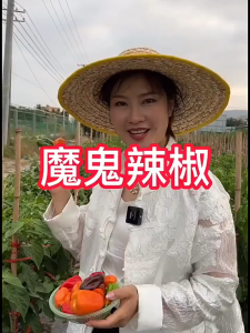 50 เมล็ด เมล็ดพันธุ์พริกปีศาจเหลือง พริกเหลือง โคตรเผ็ด  ซองใหญ่ ความเผ็ดของ "ปีศาจเหลือง"!