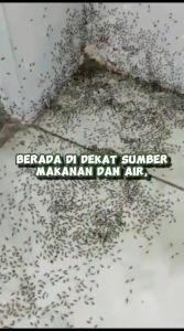 OBAT SEMUT SEMPROT untuk semut Tanaman / Merah / Regent / HItam SUPER AMPUH 500ml