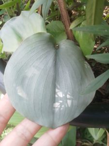 ว่านเปราะใบเงิน ชุดละ 10 ต้น หรือหัว