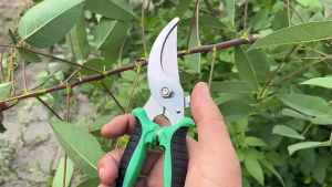 กรรไกรตัดกิ่งไม้ กรรไกรสำหรับตัดแต่งกิ่งไม้ ดอกไม้ เครื่องมือจัดทำสวน