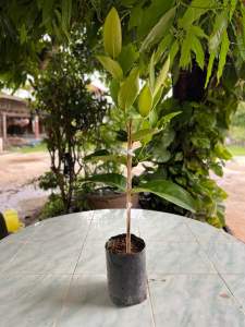 กิ่งชมพู่เพชร สายรุ้ง (พันธุ์แท้ ) กิ่งตอน พร้อมปลูก สูง 80-100 ซ.ม.