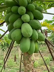 Easy to sprout Papaya Seeds - Easy to Grow Papaya Seeds for Planting High Yield Suitable for novice growers High-quality seeds Green Papaya Fruit Seeds for year-round balcony potted plants and small courtyard fruit cultivation