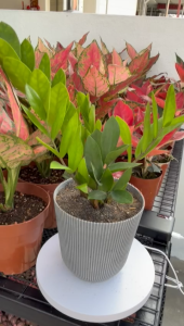 ZZ Plant (Zamioculcas zamiifolia) Indoor Plant with Pot