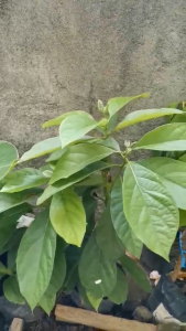 Avocado Plant in plastic bag