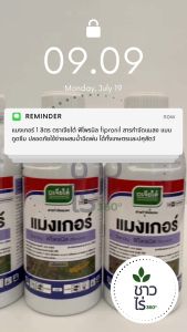 [ยกลังสุดคุ้ม ] แมงเกอร์ 1 ลิตร x 12 ขวด ตราเจียไต๋ ฟิโพรนิล fipronil สารกำจัดแมลง แบบดูดซึม ปลอดภัยใช้ง่ายผสมน้ำฉีดพ่น ใช้ได้ทั้งเกษตรและปศุสัตว์ เพลี้ยไฟ หนอนกอ หนอนม้วนใบ  ด้วงหมัดผัก ปลวก แมงนูน เพลี้ยไฟในนาข้าว กำจัดปลวกได้อย่างยาวนาน ปลอดภัย