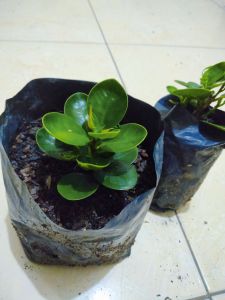 bibit Dolar Micro mangkok UK Mini