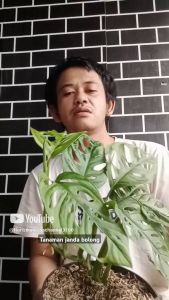tanaman hias daun monstera kecil tanaman janda bolong