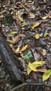 Mini 6-Inch Cordless Chain Saw: A Portable Rechargeable Wood Cutting Tool