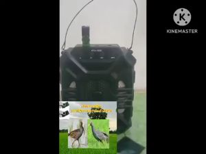 เสียงนกอี่ลูม 5 ซม - แฟล์ ดิจิทัลเสียงที่ปลอดภัย เสียงร้องชัด ยาว ถึง 5 ซม ต่อเข้าถูกต้อง