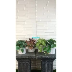 Tanaman Hias Mini Arrowhead Purple Alocasia Plastik & Pot Strip Putih Keramik