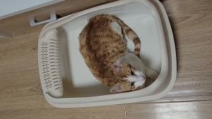 Cat Litter Box Large with Scoop Semi-enclosed Cat Toilet Deodorization Leakage Prevention
