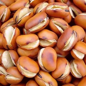 Original Roasted Broad Bean