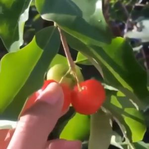 BIBIT CHERRY VIETNAM BIBIT CHERY Vietnam BIBIT CHERRY BIBIT CHERY CHERRY VIETNAM BIBIT CERI VIETNAM