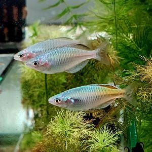 Boesmani Rainbow (Melanotaenia Boesemani) Freshwater Rainbowfish