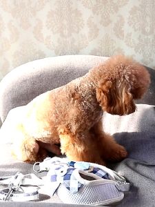 dây dắt yếm body có nhìu hoa văn cho chó mèo - T3 PETS SHOP