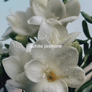 Otis Parfum LUNOX - Parfum Wanita Wangi Tahan Lama